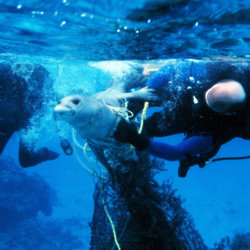 A seal entangled in a fishing net is rescued by divers