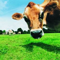 Could GM cows solve the problem of milk allergies?