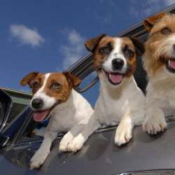 ‘Petiquette’ Travel Tips For Dogs