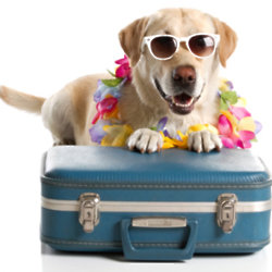 Your dog needs looking after when you're away