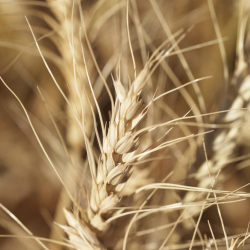 Gluten is a type of protein found in cereals, certain grains, and wheat.