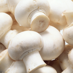 Mushrooms have great health benefits