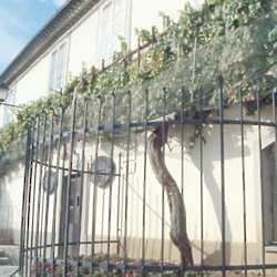 Slovenia - The worlds oldest vine