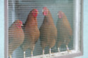 Chickens turn red in the face during moments of stress