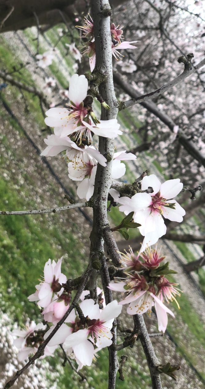 Almond blooms in California provide 80% of the world's almonds