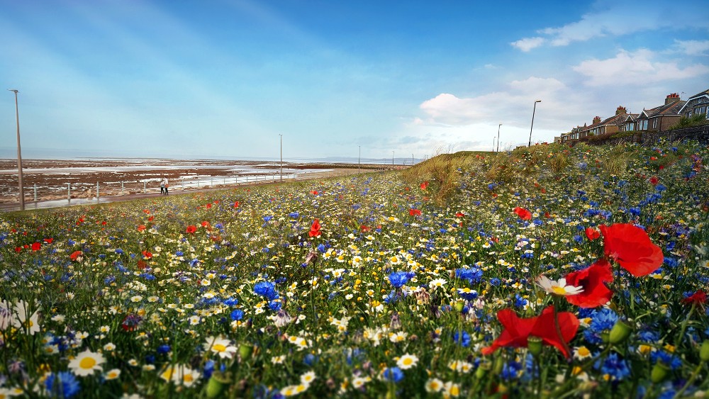 The same meadow, reimagined with Wildflowers / Picture Credit: Eden Project