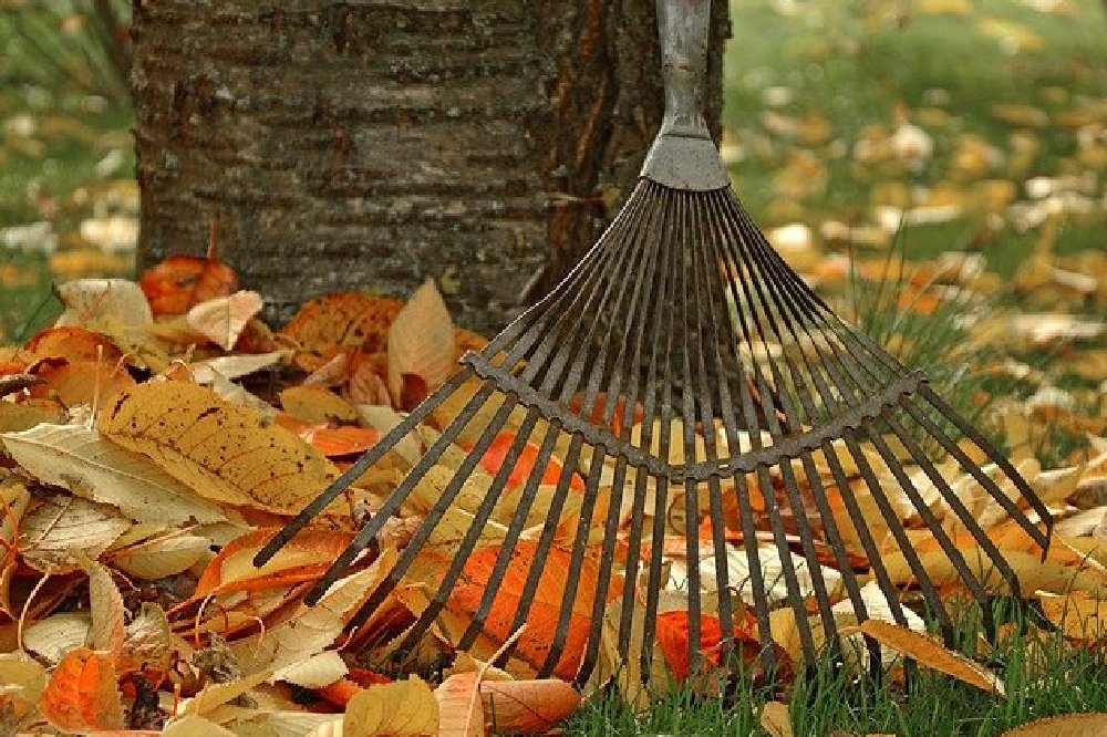 'It's time to get out the rake' - Photocredit: Pixabay