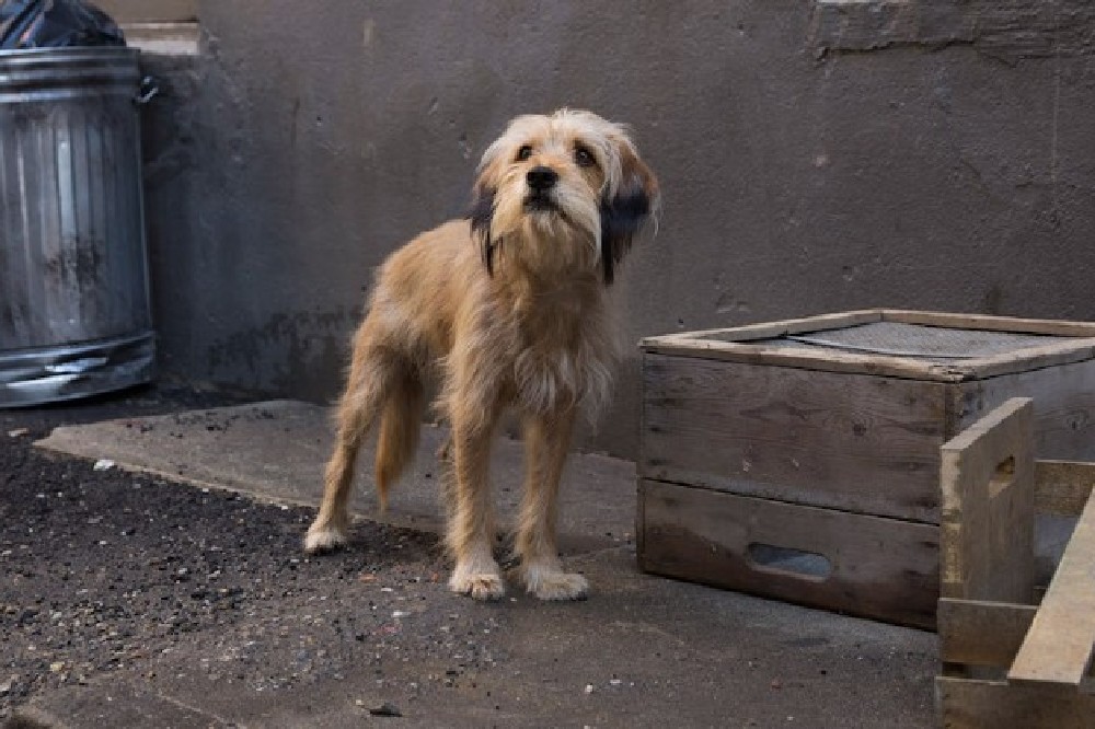 Benji, the savour stray pup / Picture Credit: Blumhouse Productions