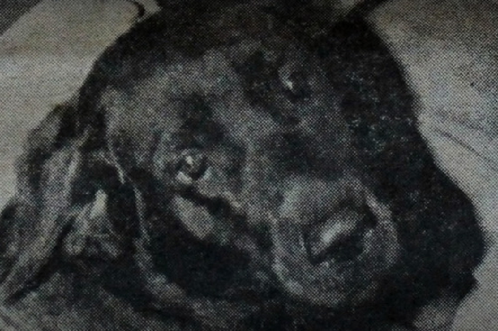 Harvey, the 'demon-dog' / Picture Credit: Real Crime on YouTube