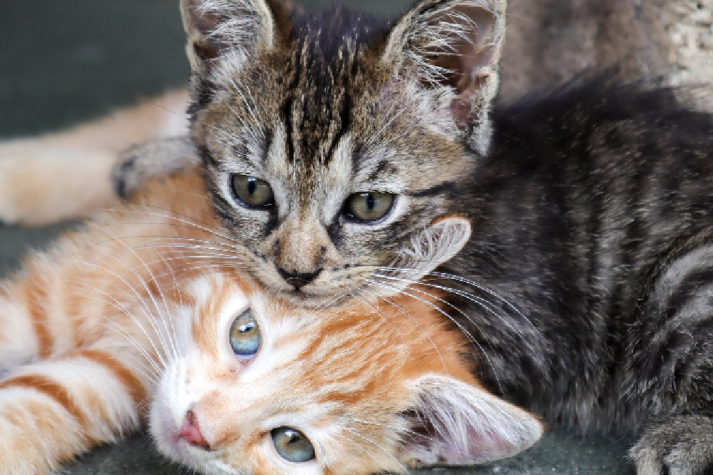 Kittens bring joy everywhere they go / Picture Credit: Unsplash