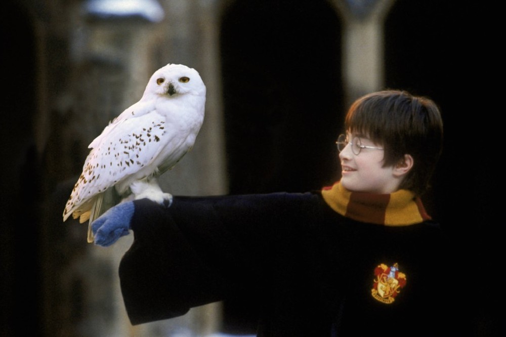 Harry Potter with his beloved pet owl, Hedwig / Picture Credit: Warner Bros. Pictures