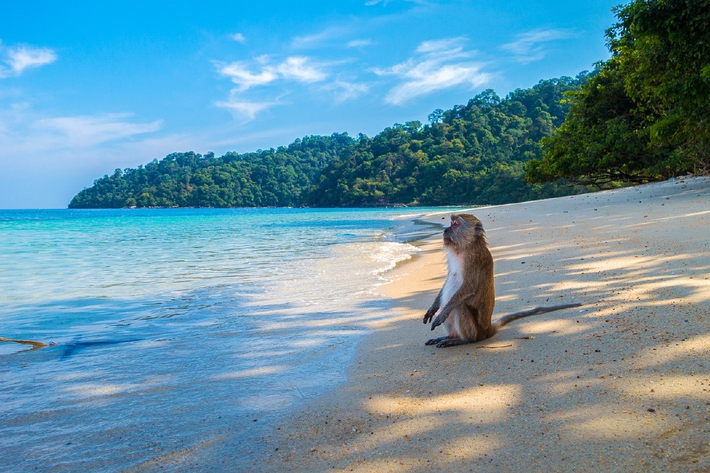 Monkey Island, Thailand