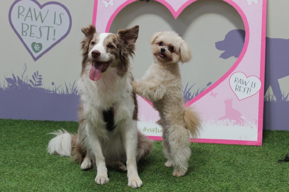 When you're surrounded by posing dogs, you won't stop smiling all day