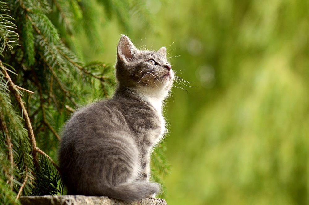 What does your favourite cat breed say about you?