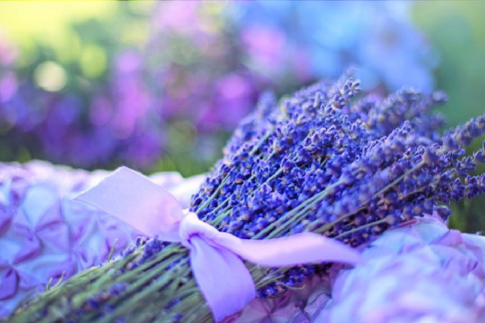 Lavender credit Pixabay.com