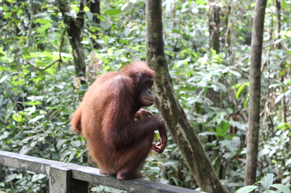 Endangered animals lives are at risk because of the production of palm oil