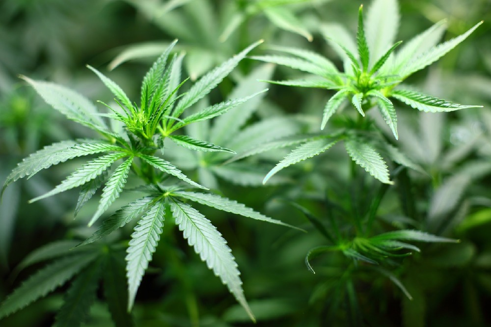 Cannabis plant (Pixabay)