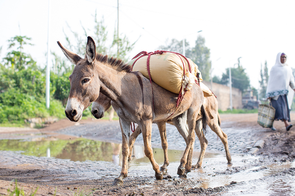 10 Reasons why we need to help working animals in developing countries