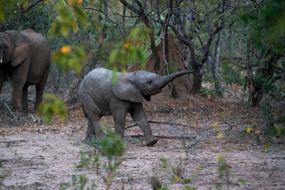 Baby elephants belong in the wild with their family