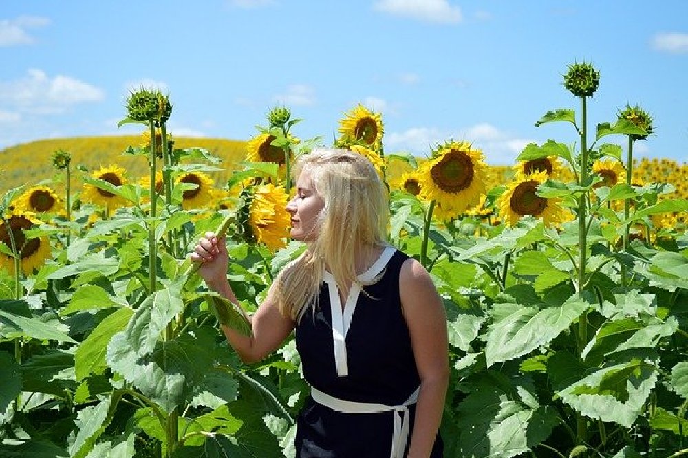 What Does It Mean to Dream About a Sunflower?  