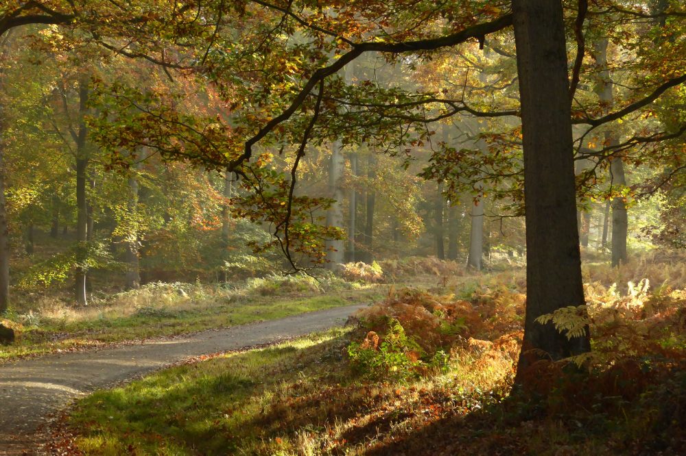 Wyre autumn colours credit Forestry England