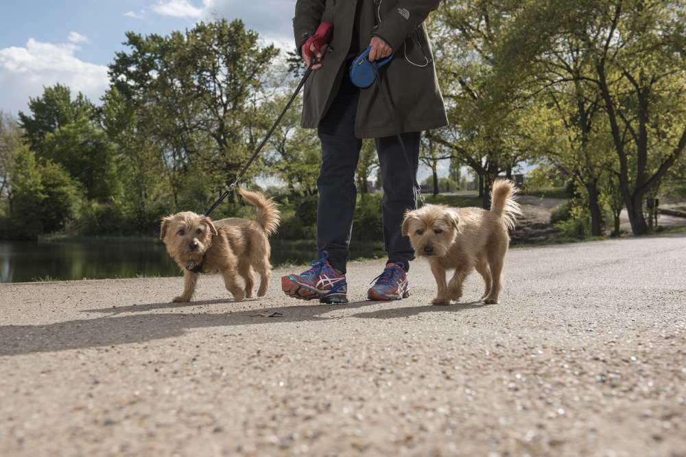 Treat your pooch to some more outings