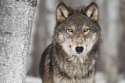 Wolf populations thrive in Chernobyl