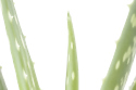 Aloe vera is great to help soothe sunburnt skin