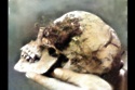 The skull of 