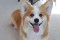 Corgi is one of the breeds that has increased in popularity