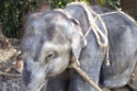 Asian Elephants image copyright PETA