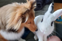 Rabbit & Sheep dog pals - PA Real Life