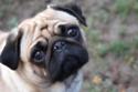 The pug is that nation's favourite pooch