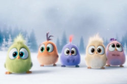 Angry Birds - Hatchlings Christmas Greetings