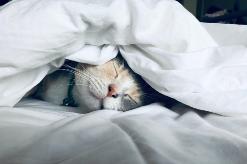 Sleep is what helps us recharge for the next day / Picture Credit: Unsplash