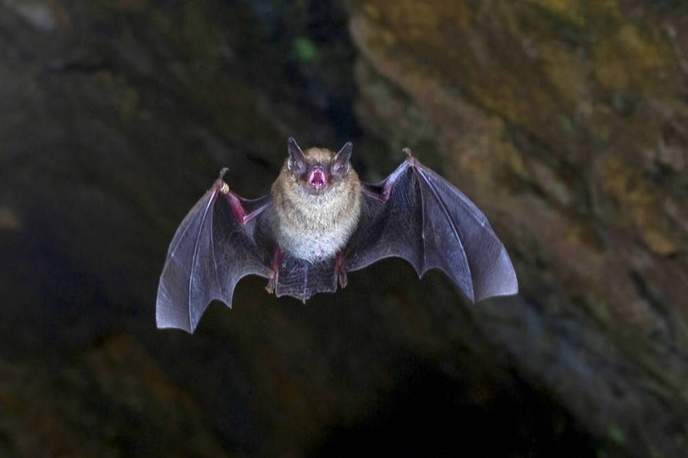 Bats buzz like hornets to scare away predators