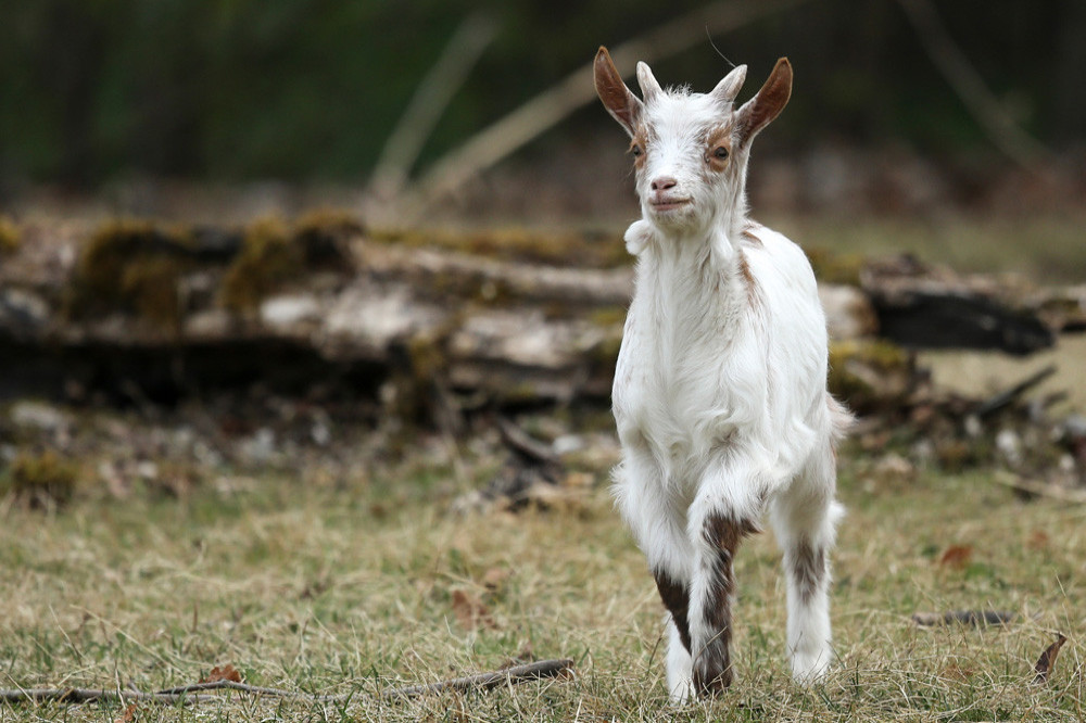 Goats know how humans feel based on tone of voice