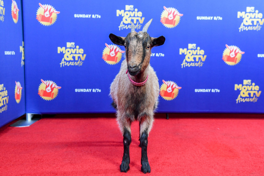 A goat attends the MTV Movie + TV Awards 2020
