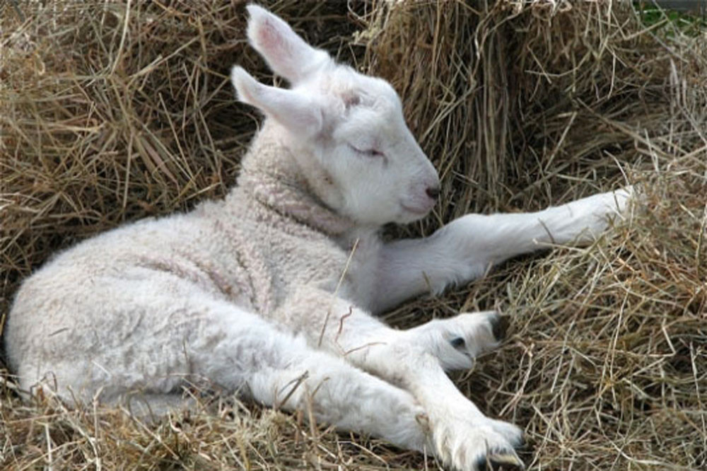 A lamb