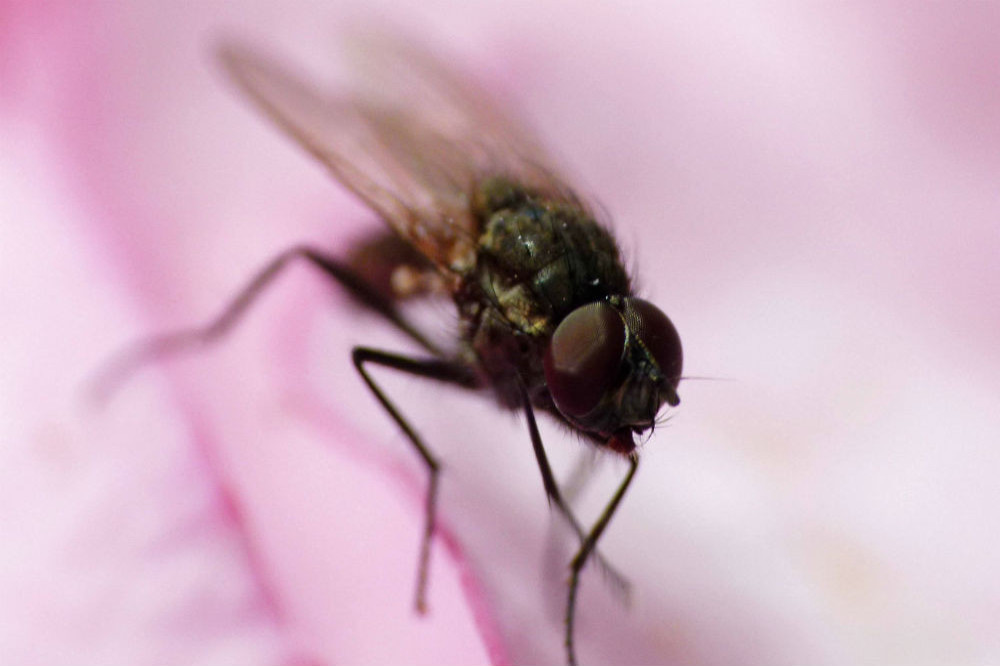 Fruit flies could slow the growth of brain tumours