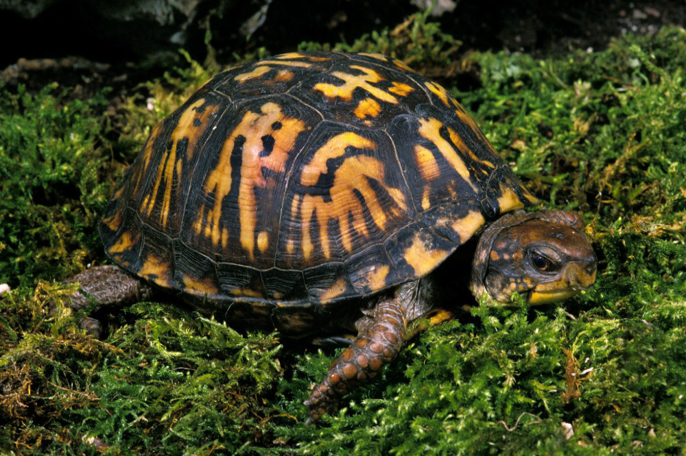 A man was arrested for smuggling rare turtles inside his socks