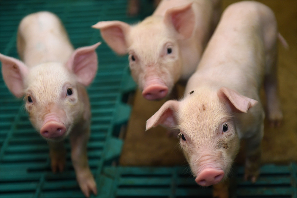 The US is under threat from an invasion of 'super pigs'