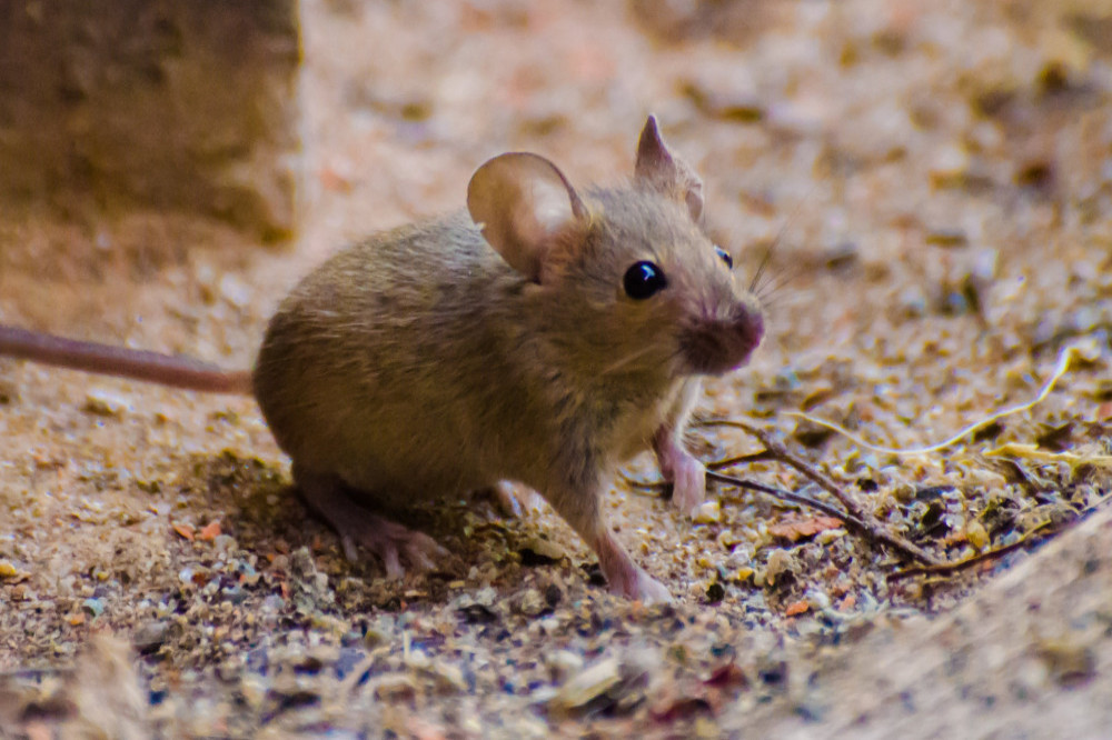 A potential anti-obesity treatment has been tested on mice
