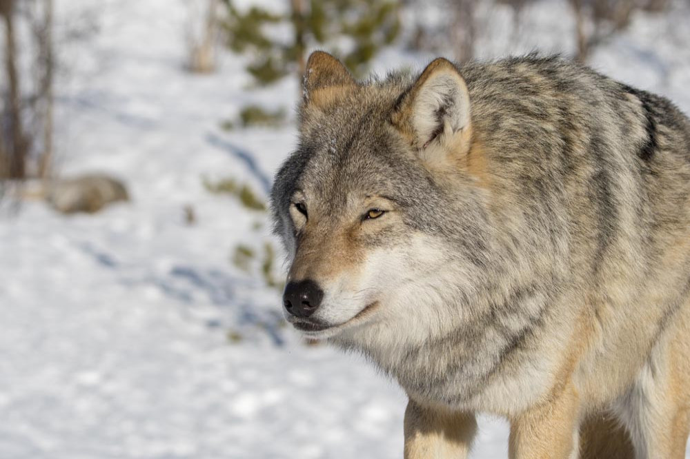 Wolves howl in different accents depending on where they live