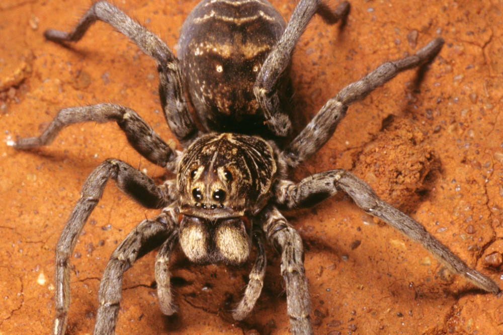 A wolf spider laid eggs in a cruise ship passenger's toe