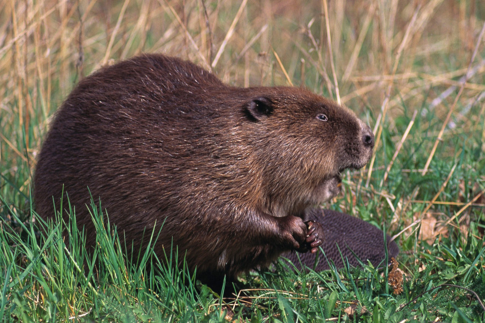 Beavers have returned to London for the first time in 400 years