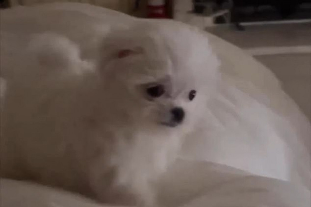 Britney Spears introduced her puppy Snow to the world