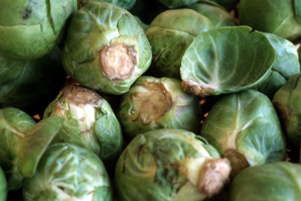 Brussels Sprouts