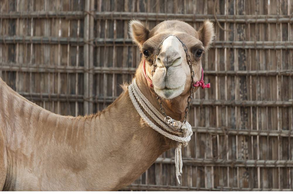 Camels could keep England players awake during the World Cup