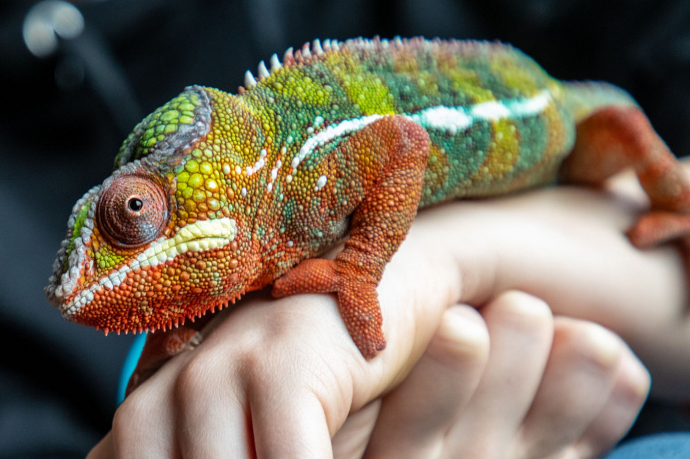 Chameleon